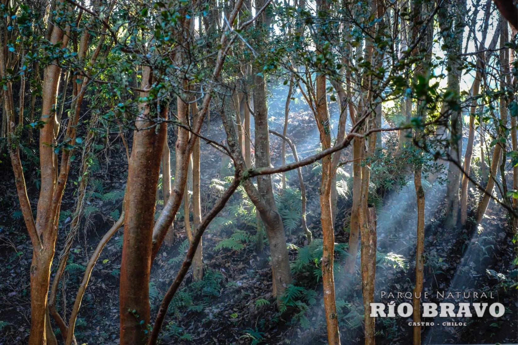 Parque Natural Rio Bravo Lodge Castro Bilik gambar